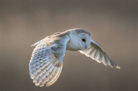 We observe them roosted in a spare room window, which was. TrogTrogBlog: Bird of the week - Barn owl