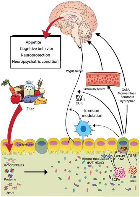Schematic Representation Of The Gut Microbiota Brain Interaction Download Scientific Diagram