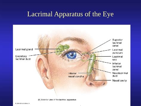 External Anatomy Of The Eye Lacrimal Apparatus