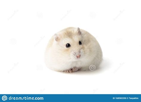 Fat Fluffy Hamster Isolated On White Background Front View Stock Photo