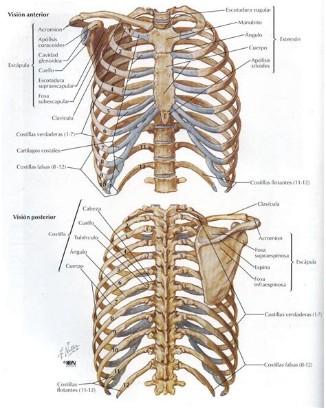5 Anatomia Do Torax Anatomia Do Torax O Torax E A Parte Superior Do Images