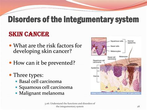 Ppt 306 Understand The Functions And Disorders Of The Integumentary