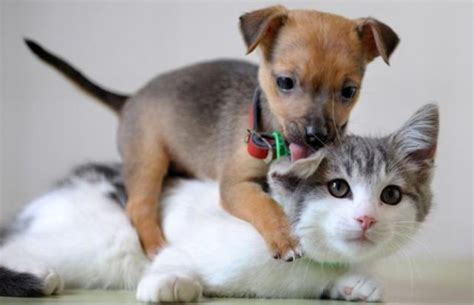 Cute cats and dogs pics. Funny Cat & Dog Friendships | Funny Images Show