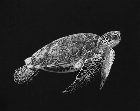 Sea Turtle Drawing On Black Paper Black Paper Drawing