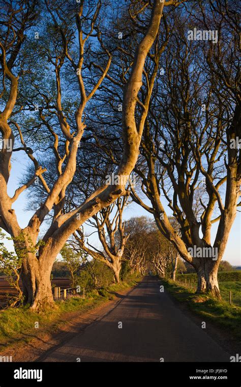 Uk Northern Ireland County Antrim Ballymoney The Dark Hedges Tree