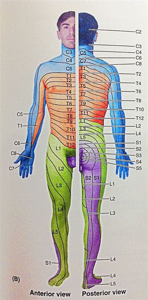 Dermatomes Of Face Chart