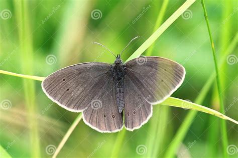 Dark Butterfly Stock Image Image Of Leaf Zoom Grass 25924209