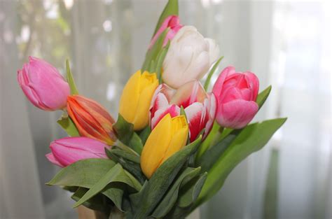 Wallpaper Tulip Bunga Bunga Warna Warni Buket Musim Semi