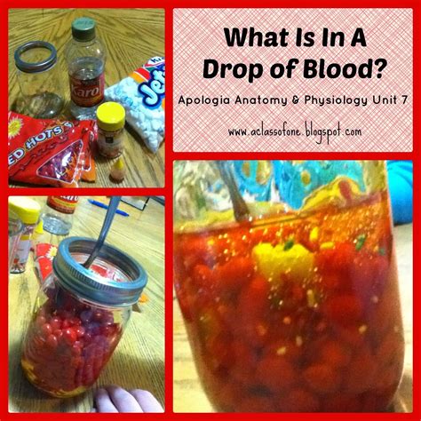 Build A Model Drop Of Blood An Interesting And Fun Supplement To