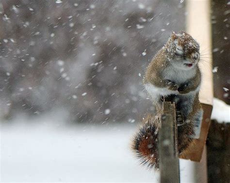 Its Cold Animals Cute Animals Squirrel