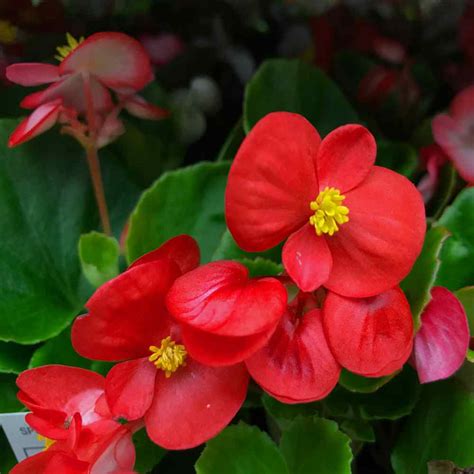 Begonia Flower Red Best Flower Wallpaper