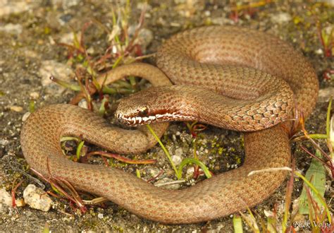 White Lipped Snake Drysdalia Coronoides Nick Volpe Flickr
