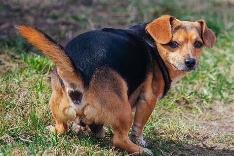 Perianal Fistula In Dogs Symptoms Causes Diagnosis Treatment