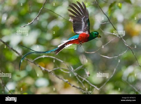 Resplendent Quetzal Pharomachrus Mocinno Costaricensis Male In Flight