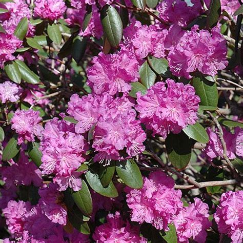 Rhododendron X Pjm