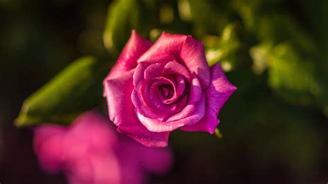 Closeup View Of Pink Rose Flower In Blur Green Background Hd Flowers