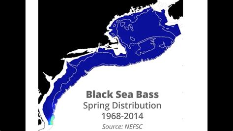 Black Sea Bass Distribution 1968 2014 Source Nefsc Youtube