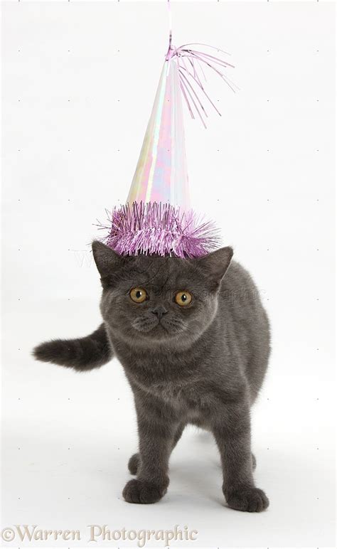 Grey Kitten Wearing A Birthday Party Hat Photo Wp18584