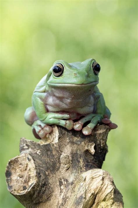 Phototoartguy Dumpy Frog By Kurito Afsheen On Frogs Are Awesome