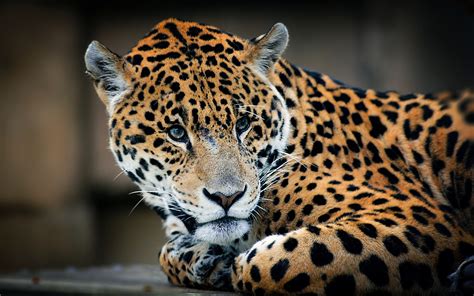 Image Jaguar Big Cats Glance Animals 1920x1200