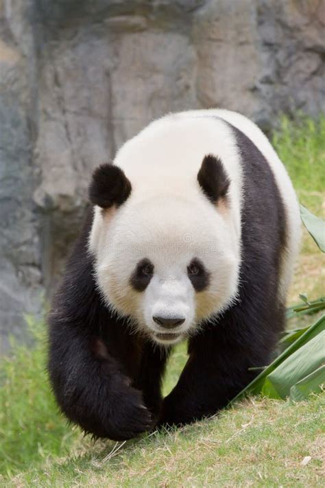 Giant Panda Stock Photo Image Of Green Endangered Giant 15129924