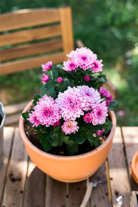 Chrysanthemum Growing Tips How To Grow Mums Apartment Therapy