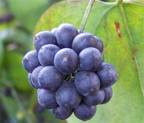 Stems near the plant's base are prickly, but upper stems are thornless. Photo of the fruit of Round Leaf Greenbrier (Smilax ...