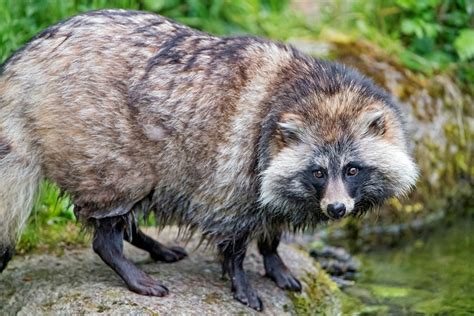 Information About Raccoon Dogs Tanukis As Pets