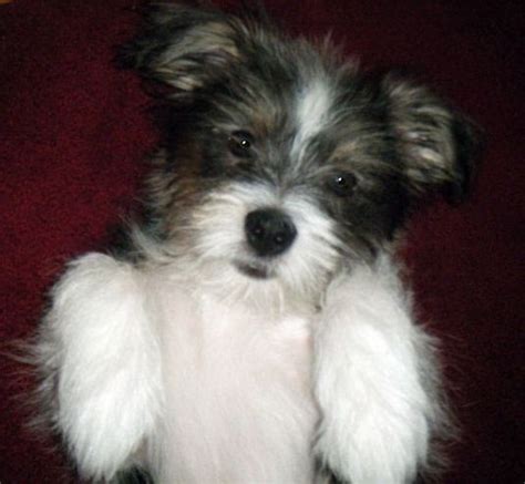 Cute Shih Tzu Puppies Puppy Pictures Page 5