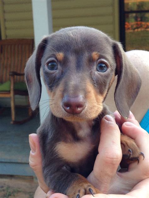 Jimmy is a akc registered miniature dachshund male puppy, born 5/29/2021. 7 week old mini dachshund puppy named Mini Cooper ...