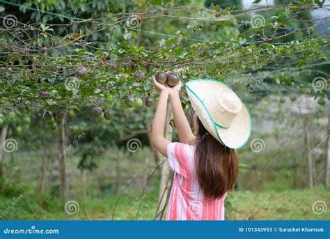 Young Asian Woman Picking Passion Fruit Stock Image Image Of Green Farmer 101343953
