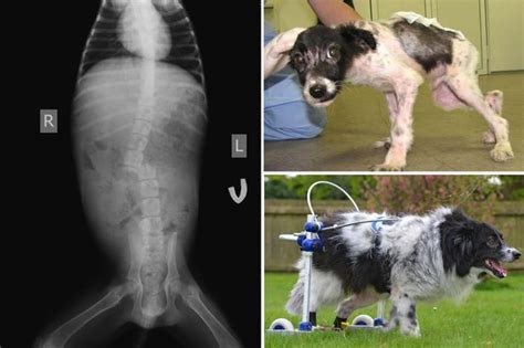 Miracle Dog Learns To Walk Again Despite Suffering A Broken Spinal