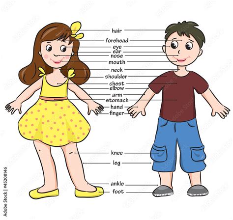 Cartoon Boy And Girl Vocabulary Of Body Parts Stock Vector Adobe Stock