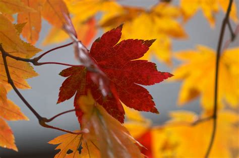 Fondos De Pantalla Hoja De Arce Otoño Caduco árbol De Arce Rama