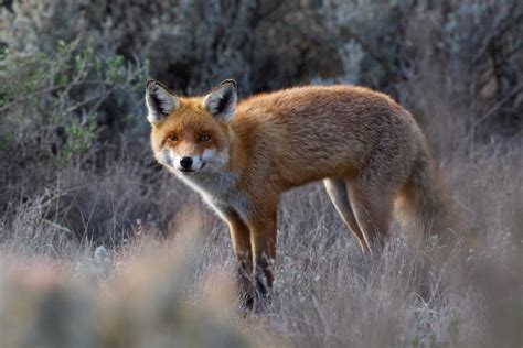 Fox | European Red Fox – Vulpes vulpes-Introduced Pest Speci… | Flickr
