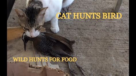 Cat Hunts Bird Wild Cats Go Hunting Youtube