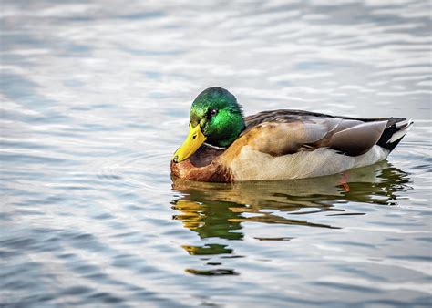 Mallard Duck On Mirror Lake Photograph By Erwin Spinner Fine Art America