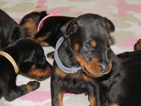 Doberman puppies for sale nyc. Puppies Doing Pup Things :-) - A.K.C. Doberman Puppies For ...