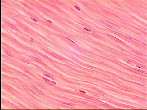 Muscle And Nervous Tissues