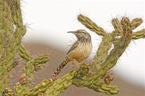 10 Fascinating Desert Birds And Their Unique Adaptations