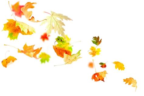 Leaves Falling Stock Photos Royalty Free Leaves Falling Images