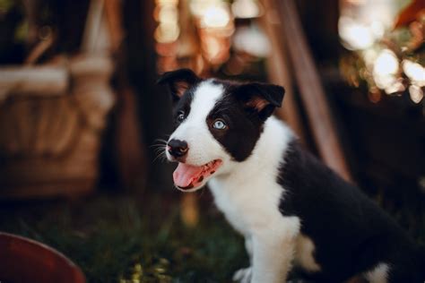 Vet care pet clinic is responsible for this page. Garden Grove, CA 92845 Veterinary Pricing | Vet Care Pet ...