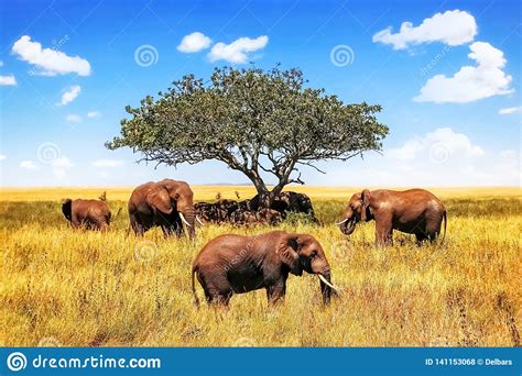 A Group Of African Savanna Elephants Against The Backdrop Of A Tree And
