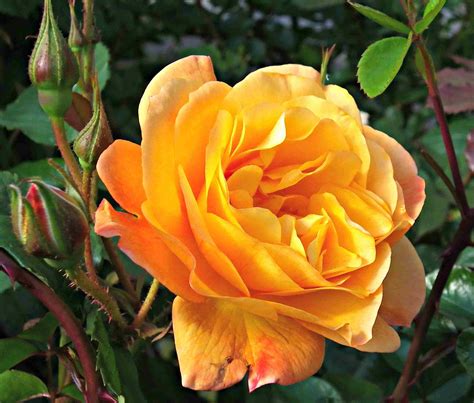 The Top 10 Climbing Roses You Should Plant
