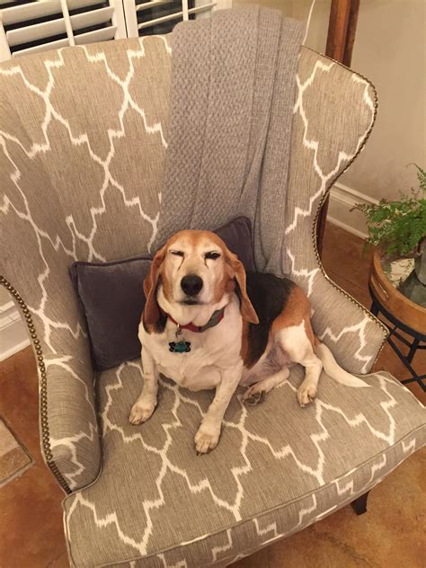Dodger The 16 Year Old Beagle Giving Me The Stink Eye For