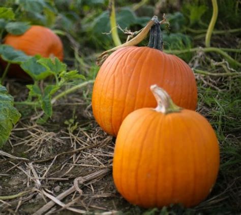 A Growing Guide For Small Sugar Pumpkins An Autumn Treat Ready