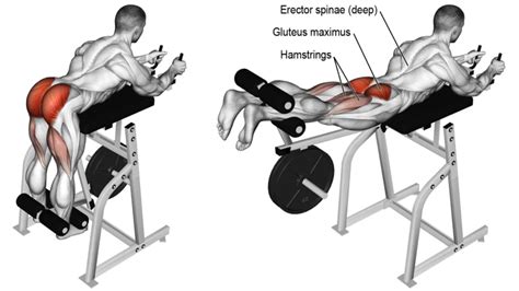 Best Hamstring Exercises For Mass And Strength