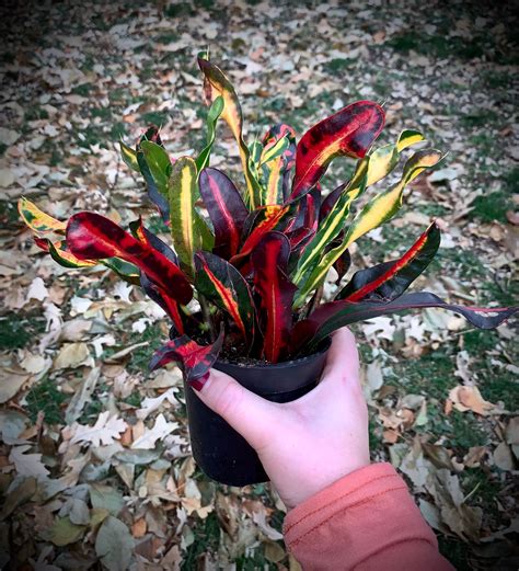 Croton Full 4 Pots Petra Banana Bush On Fire And Mammy Etsy