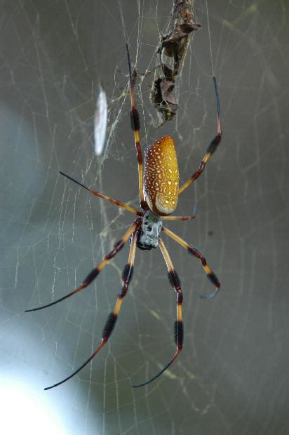 10 Legged Spider With Amor