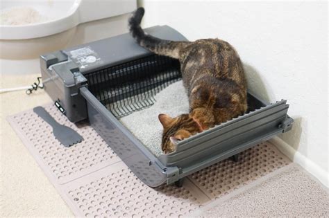 Especially when we travel or come home late from work. The Best Automatic Litter Box of 2020 - Your Best Digs